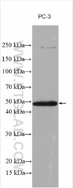 SPAG4L Antibody in Western Blot (WB)