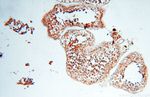 MYO1A Antibody in Immunohistochemistry (Paraffin) (IHC (P))