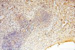 MYO1A Antibody in Immunohistochemistry (Paraffin) (IHC (P))