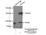 MYO1A Antibody in Immunoprecipitation (IP)