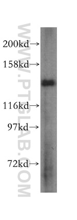 MYO1A Antibody in Western Blot (WB)