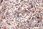 EIF4A3 Antibody in Immunohistochemistry (Paraffin) (IHC (P))