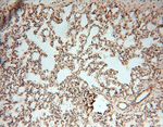 EIF4A3 Antibody in Immunohistochemistry (Paraffin) (IHC (P))