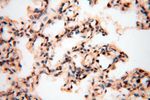 EIF4A3 Antibody in Immunohistochemistry (Paraffin) (IHC (P))