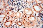 EIF4A3 Antibody in Immunohistochemistry (Paraffin) (IHC (P))