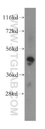 MAK16 Antibody in Western Blot (WB)