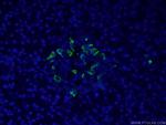 Somatostatin Antibody in Immunohistochemistry (PFA fixed) (IHC (PFA))