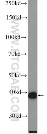 ACTA1 Antibody in Western Blot (WB)