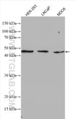 IFT52 Antibody in Western Blot (WB)