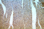 MTA2 Antibody in Immunohistochemistry (Paraffin) (IHC (P))