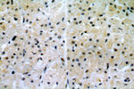 MTA2 Antibody in Immunohistochemistry (Paraffin) (IHC (P))