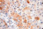 TRMT11 Antibody in Immunohistochemistry (Paraffin) (IHC (P))