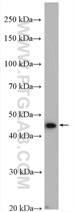 TRMT11 Antibody in Western Blot (WB)