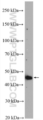 TRMT11 Antibody in Western Blot (WB)