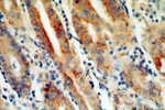 Calpain 9 Antibody in Immunohistochemistry (Paraffin) (IHC (P))