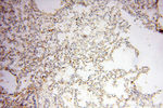 Calpain 9 Antibody in Immunohistochemistry (Paraffin) (IHC (P))