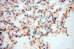 Calpain 9 Antibody in Immunohistochemistry (Paraffin) (IHC (P))