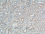 Sur-8 Antibody in Immunohistochemistry (Paraffin) (IHC (P))