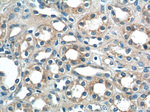 Sur-8 Antibody in Immunohistochemistry (Paraffin) (IHC (P))