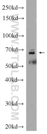 Sur-8 Antibody in Western Blot (WB)