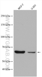 Sur-8 Antibody in Western Blot (WB)