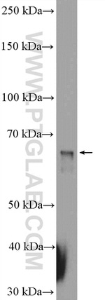 Sur-8 Antibody in Western Blot (WB)