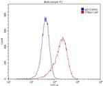 CD146/MCAM Antibody in Flow Cytometry (Flow)