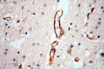 CD146/MCAM Antibody in Immunohistochemistry (Paraffin) (IHC (P))