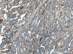 CD146/MCAM Antibody in Immunohistochemistry (Paraffin) (IHC (P))