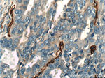 CD146/MCAM Antibody in Immunohistochemistry (Paraffin) (IHC (P))