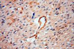 CD146/MCAM Antibody in Immunohistochemistry (Paraffin) (IHC (P))