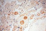 CD146/MCAM Antibody in Immunohistochemistry (Paraffin) (IHC (P))