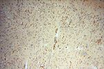 CD146/MCAM Antibody in Immunohistochemistry (Paraffin) (IHC (P))