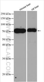 ACOX2 Antibody in Western Blot (WB)