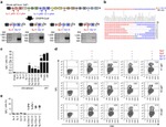 IgM Antibody in Flow Cytometry (Flow)