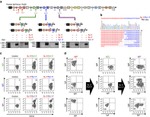 IgM Antibody in Flow Cytometry (Flow)