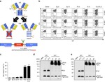 IgM Antibody in Flow Cytometry (Flow)