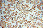 HRASLS5 Antibody in Immunohistochemistry (Paraffin) (IHC (P))