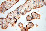 HRASLS5 Antibody in Immunohistochemistry (Paraffin) (IHC (P))