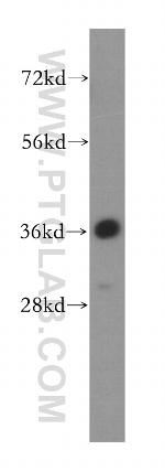 BXDC1 Antibody in Western Blot (WB)