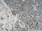 ATP5H Antibody in Immunohistochemistry (Paraffin) (IHC (P))