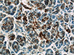 ATP5H Antibody in Immunohistochemistry (Paraffin) (IHC (P))