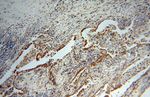 ATP5H Antibody in Immunohistochemistry (Paraffin) (IHC (P))