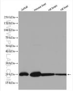 ATP5H Antibody in Western Blot (WB)