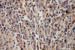 DDX43 Antibody in Immunohistochemistry (Paraffin) (IHC (P))