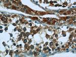 EXOC5 Antibody in Immunohistochemistry (Paraffin) (IHC (P))