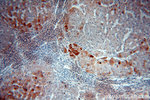 SMYD4 Antibody in Immunohistochemistry (Paraffin) (IHC (P))