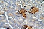 SMYD4 Antibody in Immunohistochemistry (Paraffin) (IHC (P))