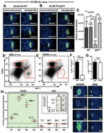 NK1.1 Antibody in Flow Cytometry (Flow)