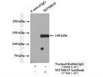 MTMR15 Antibody in Immunoprecipitation (IP)